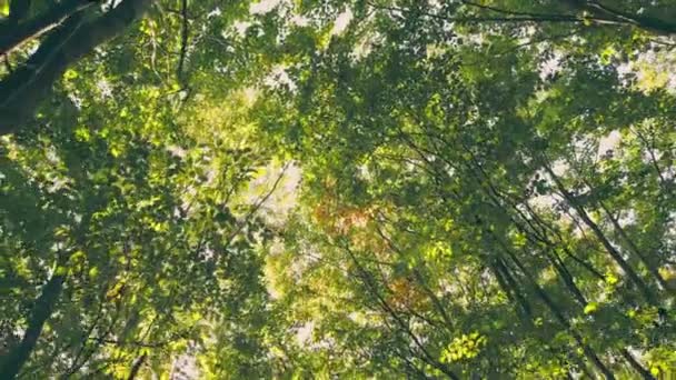 Trees Forest Foxes Which You Can See Sky — Vídeo de Stock