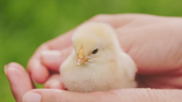 Small Chicken Female Human Hands Stroke Close — Vídeo de stock