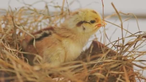 Little Chick Trying Leave Nest — Stockvideo