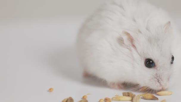 Small Hamster Eats Grain Holding Its Paws Close — 비디오