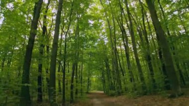 Toprak yol yaz ormanında