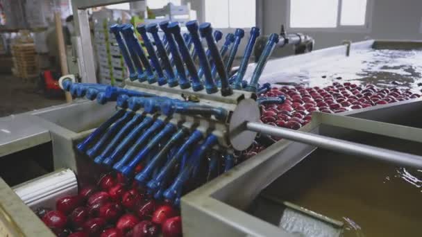 Lavage Industriel Des Pommes Pour Une Sélection Une Vente Ultérieures — Video