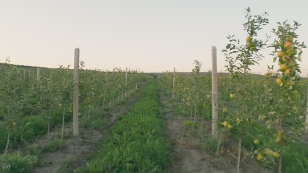 Green Apples Trees Field — Video Stock
