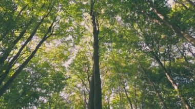 trees in the forest through the foxes which you can see the sky