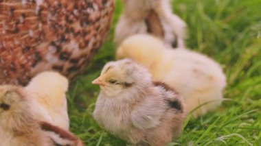 hen walks with her little chicks on the green grass, close-up shot