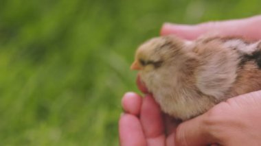 small chicken in female human hands that stroke it, close-up