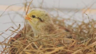 little chick trying to leave the nest