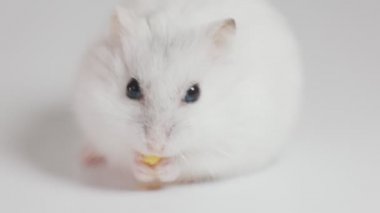 small hamster eats grain holding it in its paws close-up