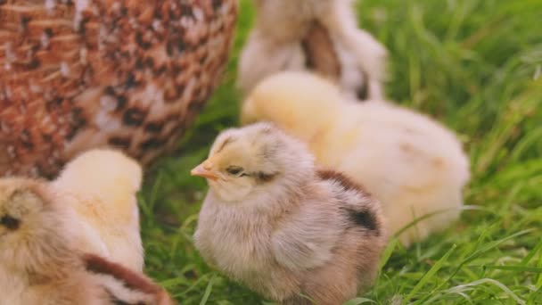 Hen Walks Her Little Chicks Green Grass Close Shot — Stockvideo