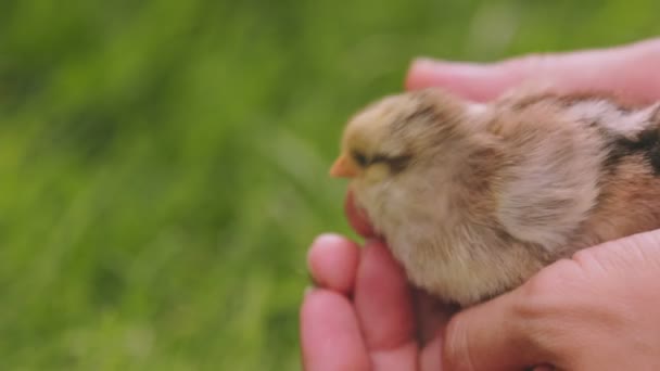 Small Chicken Female Human Hands Stroke Close — Vídeo de stock
