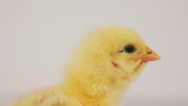 Portrait Small Beautiful Chicken White Background — Vídeos de Stock
