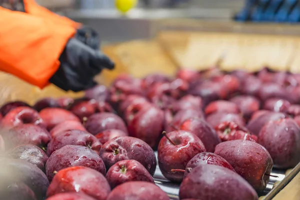 Quality Control Apples Automatic Feeding Line — Stock Fotó