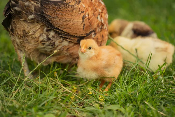 chickens with their mother walk on the grass, close-up