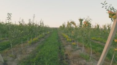 green apples on the trees in the field