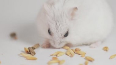 small hamster eats grain holding it in its paws close-up