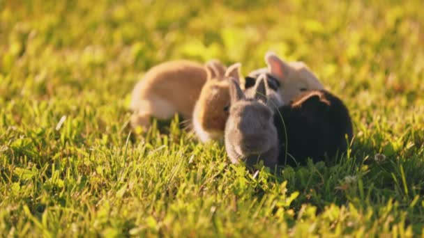 Small Rabbits Green Lawn Close — Stock video