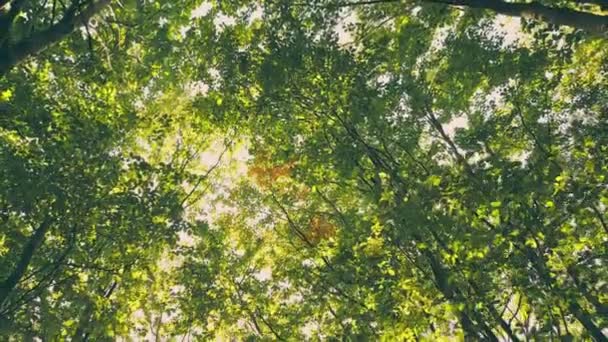 Δέντρα Στο Δάσος Μέσα Από Τις Αλεπούδες Που Μπορείτε Δείτε — Αρχείο Βίντεο