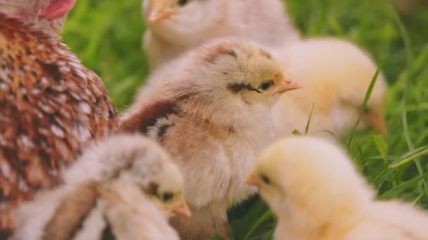 Laying Hen Walking Her Chicks Backyard Close — Stock video
