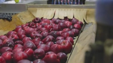 red apples on the automatic line at the factory