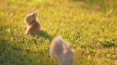 small rabbits on a green lawn close-up