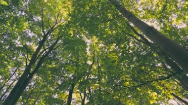 trees in the forest through the foxes which you can see the sky
