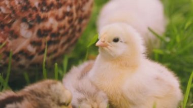 hen walks with her little chicks on the green grass, close-up shot
