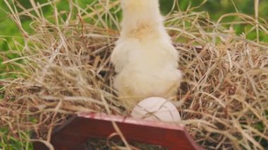 little chick trying to leave the nest