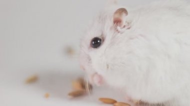 small hamster eats grain holding it in its paws close-up