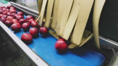 automatic line for pre-sale packaging of apple