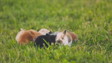 small rabbits on a green lawn close-up