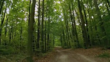Toprak yol yaz ormanında