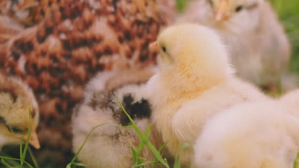 Hen Walks Her Little Chicks Green Grass Close Shot — Stockvideo