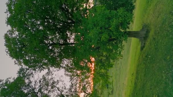 Pionowe Ujęcie Drzew Trawnik Przed Zachodem Słońca Niebo Lotu Ptaka — Wideo stockowe