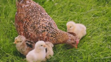 laying hen walking with her chicks in the backyard, close up