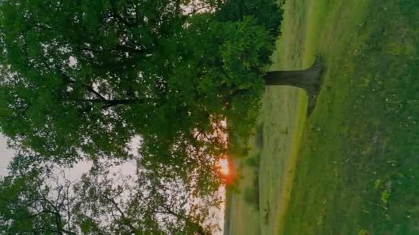 Verticaal Schot Van Bomen Het Gazon Tegen Een Zonsondergang Hemel — Stockvideo