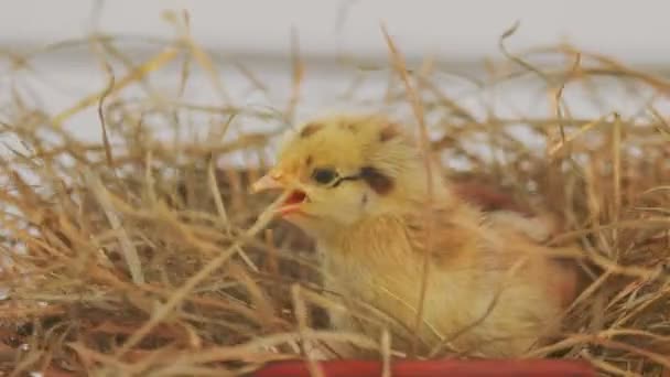 Little Chick Trying Leave Nest — Stockvideo