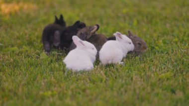 small rabbits on a green lawn close-up