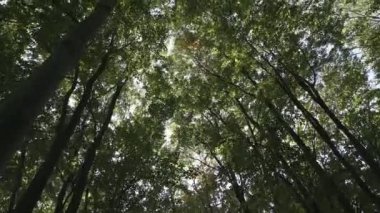 trees in the forest through the foxes which you can see the sky