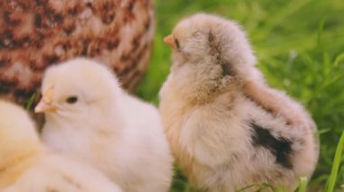 hen walks with her little chicks on the green grass, close-up shot