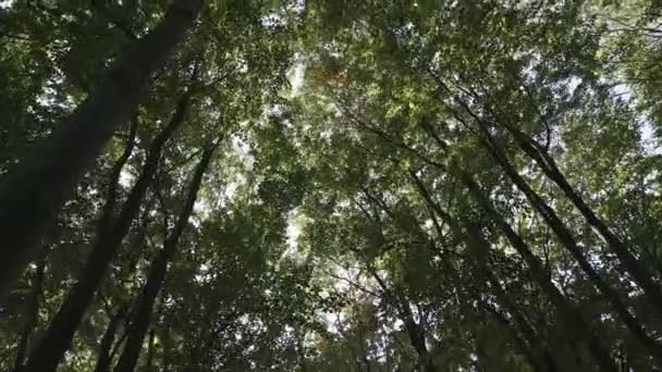 Дерева Лісі Крізь Лисиці Які Можете Побачити Небо — стокове відео