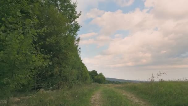 Camino Tierra Bosque Verano — Vídeos de Stock