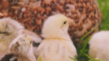 hen walks with her little chicks on the green grass, close-up shot