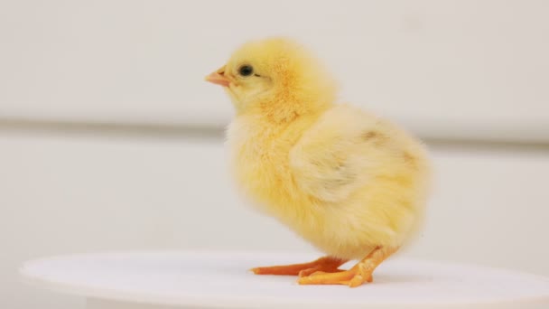 Little Baby Chicken White Blurred Background Close — Stockvideo