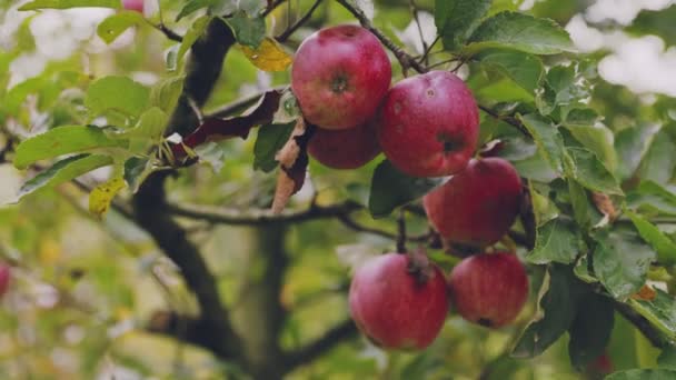 Pommes Rouges Sur Branches Pommier Gros Plan — Video