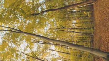 Dikey çekilen sarı sonbahar ormanı