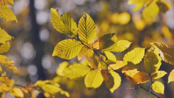 Ramo Com Folhas Amarelas Floresta Outono Close — Vídeo de Stock