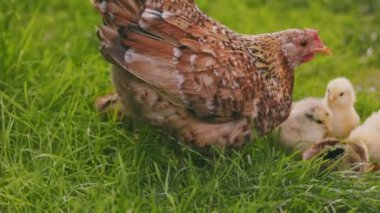 hen walks with her little chicks on the green grass, close-up shot