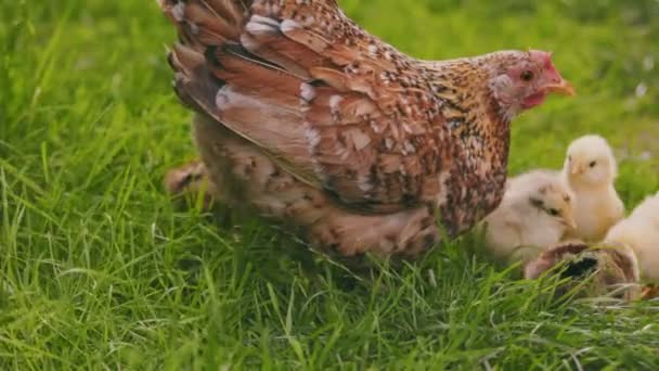 Курка Гуляє Своїми Маленькими Пташенятами Зеленій Траві Крупним Планом Постріл — стокове відео