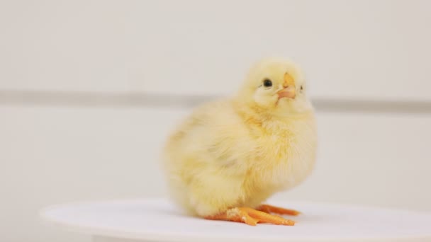 Little Baby Chicken White Blurred Background Close — Stockvideo