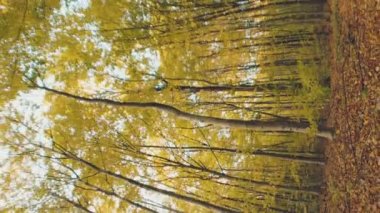 Dikey çekilen sarı sonbahar ormanı